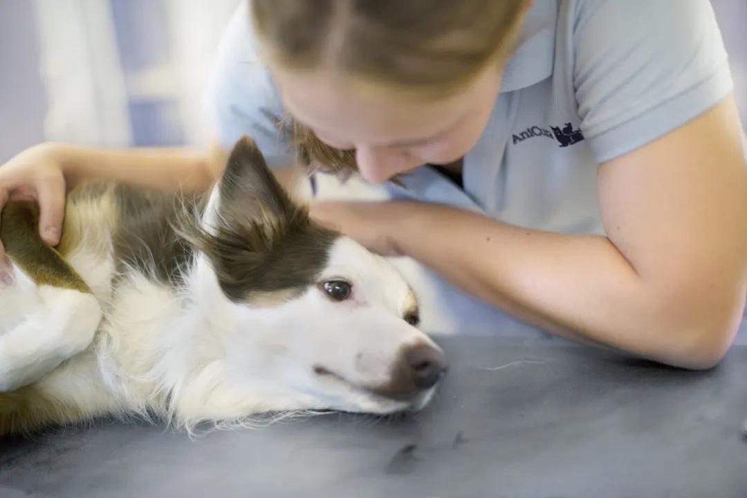 AniCura%20By%C3%A5sen%20Dyrehospital_AniCura_Care_and_meeting_231