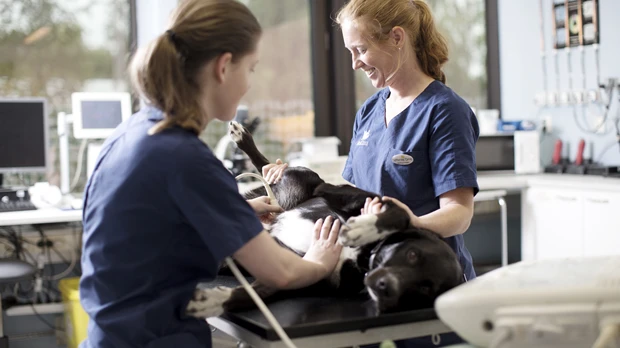 AniCura_Surgery_and_treatment_202