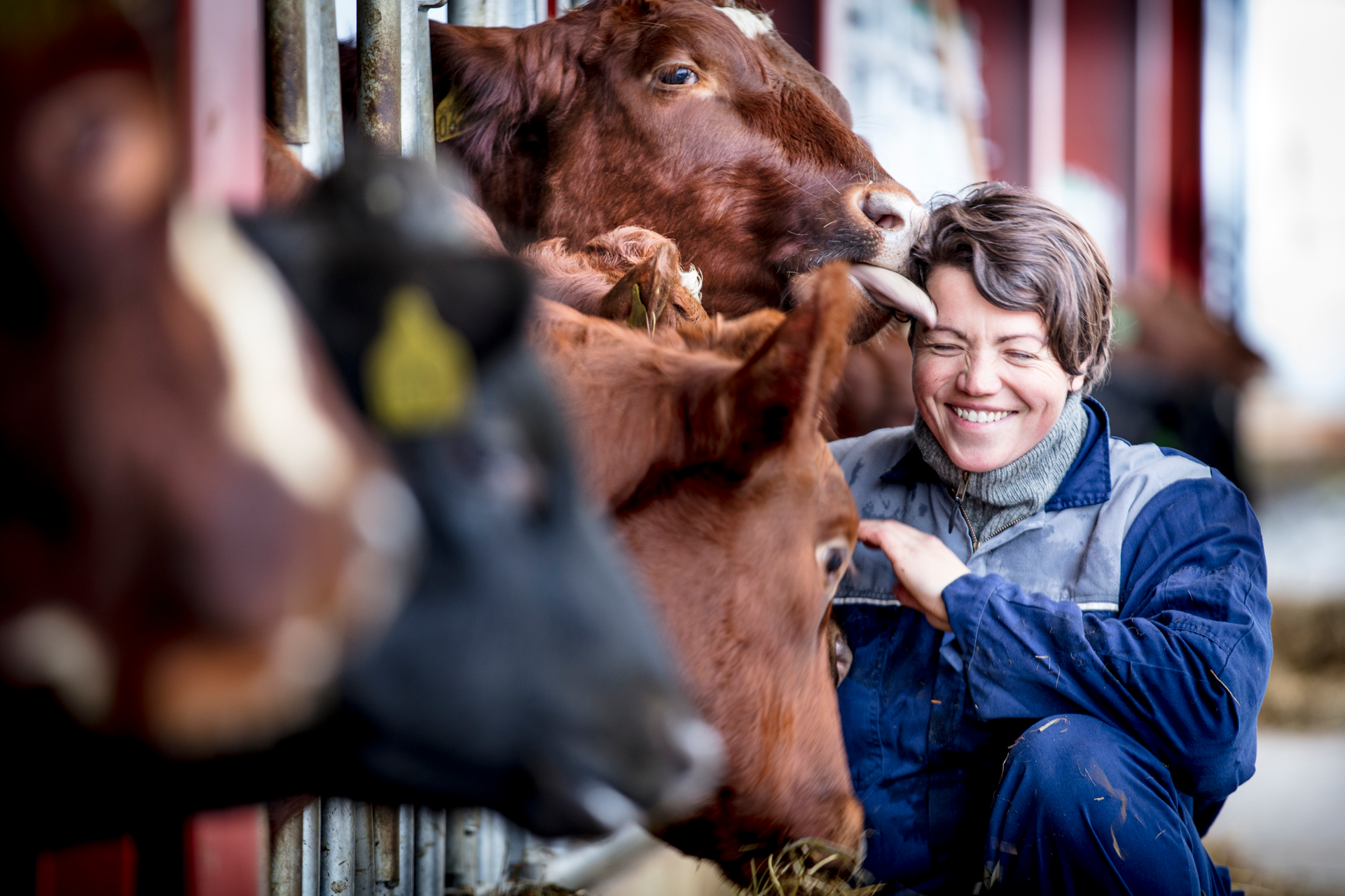 Tine_Folk-og-dyr-i-fjos_02_Foto-Tine