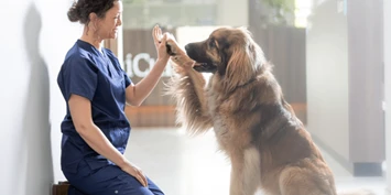 AniCura_Veterinaer_hund