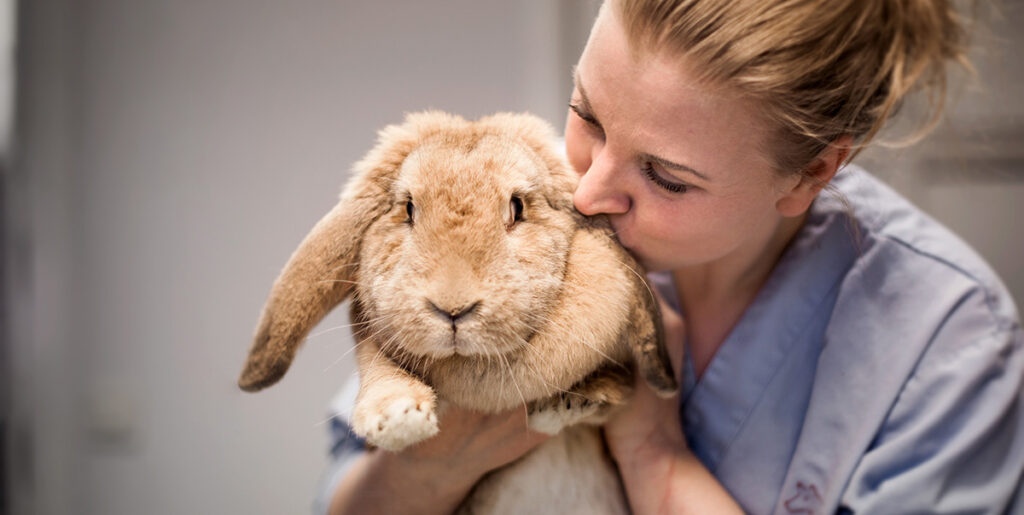 Lillehammer Dyreklinikk AS