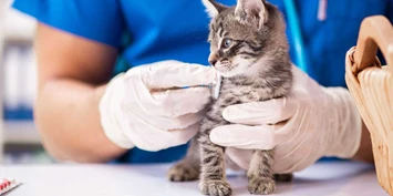 Veterinaer_kattunge-helsesjekk