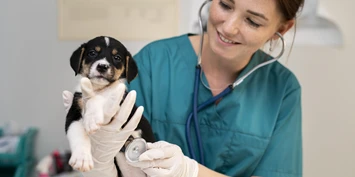 Veterinær